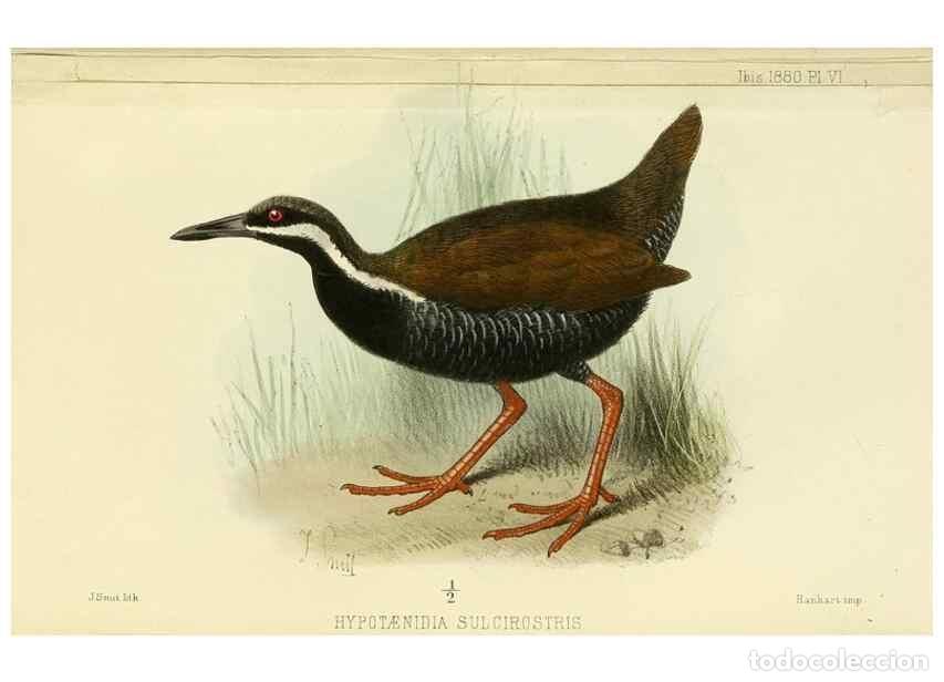 Colecionismo de Revistas e Jornais: Reproducci&oacute;n/Reproduction 49705895222: Ibis.. [London]Published for the British Ornithologists' Unio