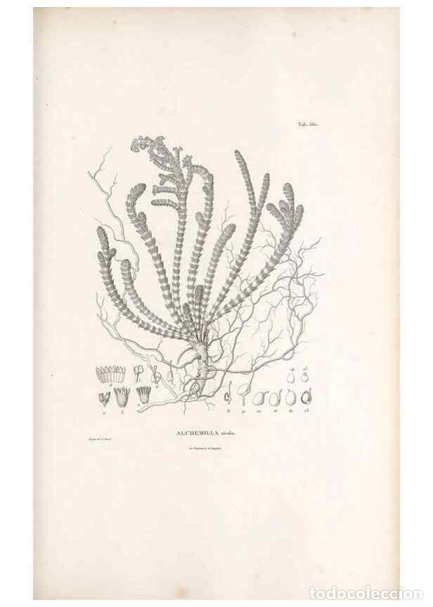 Colecionismo de Revistas e Jornais: Reproducci&oacute;n/Reproduction 49521255353: Nova genera et species plantarum :. Antverpiae :Ex officina C