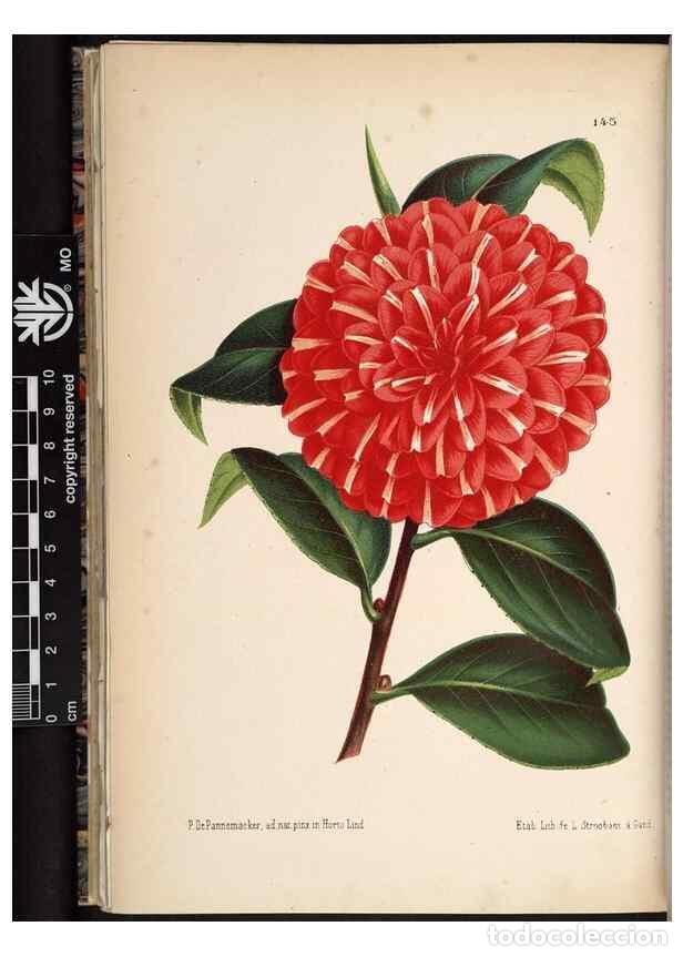 Colecionismo de Revistas e Jornais: Reproducci&oacute;n/Reproduction 49690367768: L'Illustration horticole :. Gand, Belgium :Imprimerie et lith