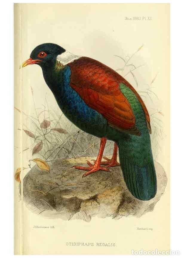 Colecionismo de Revistas e Jornais: Reproducci&oacute;n/Reproduction 49705044423: Ibis.. [London]Published for the British Ornithologists' Unio