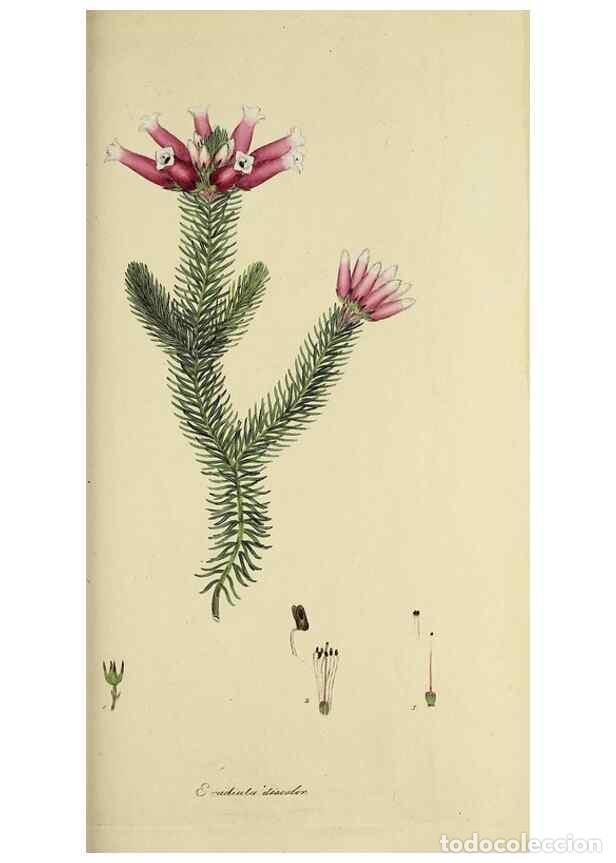 Collectionnisme de Revues et Journaux: Reproducci&oacute;n/Reproduction 49721325692: The heathery, or, A monograph of the genus Erica :. London :H