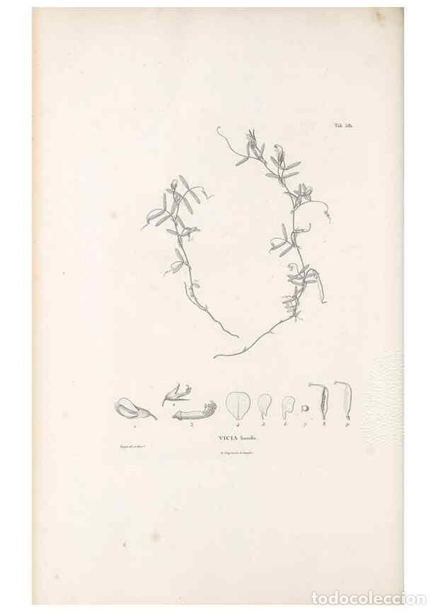 Collectionnisme de Revues et Journaux: Reproducci&oacute;n/Reproduction 49521789496: Nova genera et species plantarum :. Antverpiae :Ex officina C