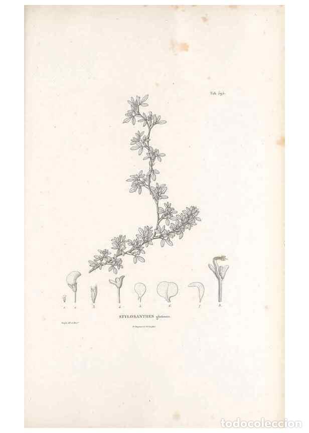 Collectionnisme de Revues et Journaux: Reproducci&oacute;n/Reproduction 49522003332: Nova genera et species plantarum :. Antverpiae :Ex officina C