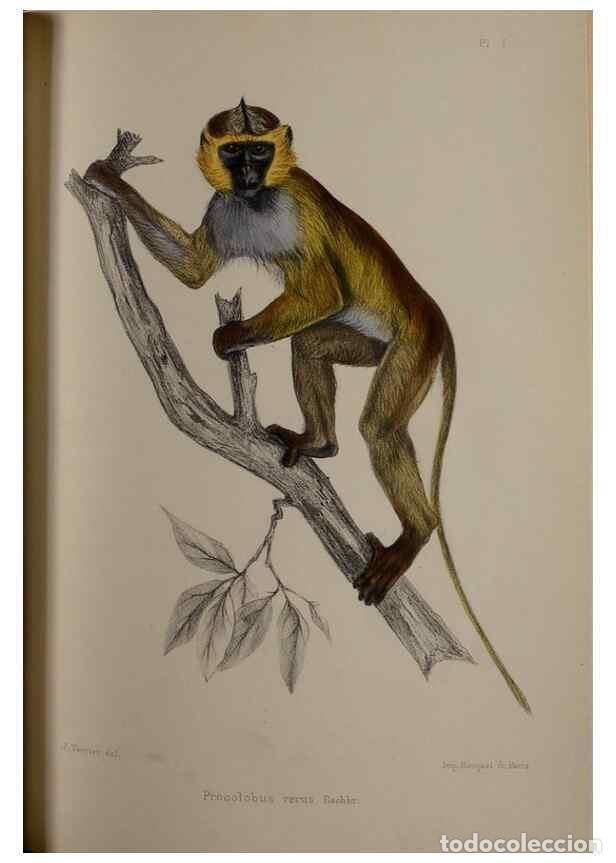 Collectionnisme de Revues et Journaux: Reproducci&oacute;n/Reproduction 49524876658: Faune de la S&eacute;n&eacute;gambie. Paris :O. Doin,1883-1887.. - Rochebru