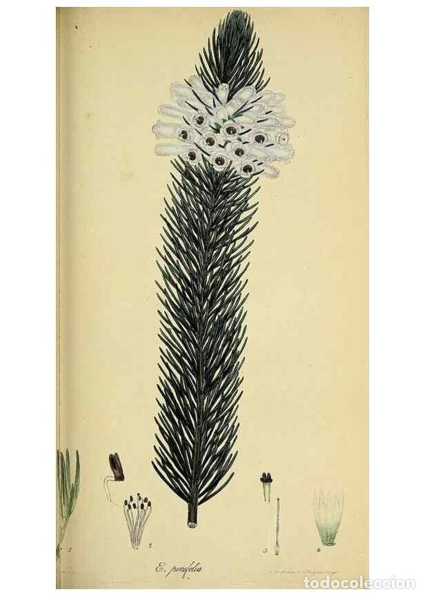 Collectionnisme de Revues et Journaux: Reproducci&oacute;n/Reproduction 49720649626: The heathery, or, A monograph of the genus Erica :. London :H