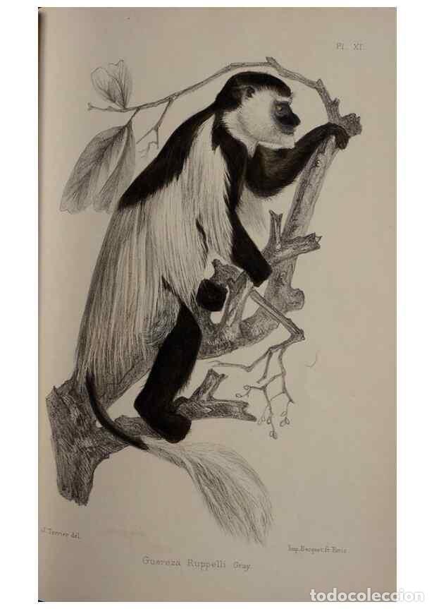 Collectionnisme de Revues et Journaux: Reproducci&oacute;n/Reproduction 49524879878: Faune de la S&eacute;n&eacute;gambie. Paris :O. Doin,1883-1887.. - Rochebru