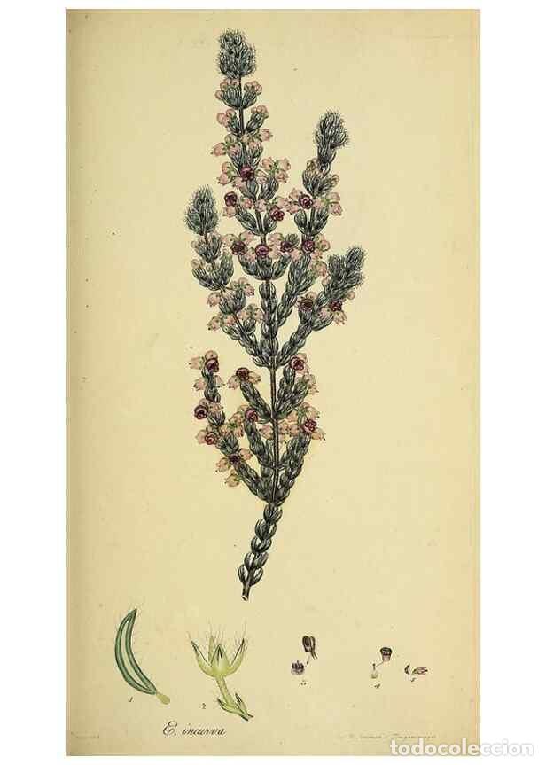 Collectionnisme de Revues et Journaux: Reproducci&oacute;n/Reproduction 49720958517: The heathery, or, A monograph of the genus Erica :. London :H
