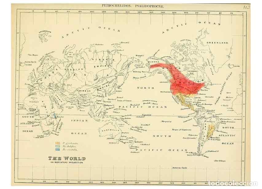 Collectionnisme de Revues et Journaux: Reproducci&oacute;n/Reproduction 49522866097: A monograph of the Hirundinidae or family of swallows. London