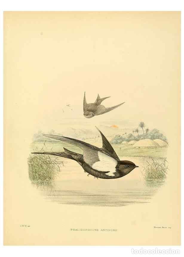 Collectionnisme de Revues et Journaux: Reproducci&oacute;n/Reproduction 49522867357: A monograph of the Hirundinidae or family of swallows. London