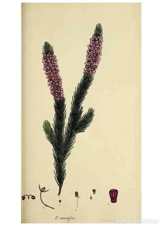 Collectionnisme de Revues et Journaux: Reproducci&oacute;n/Reproduction 49720115053: The heathery, or, A monograph of the genus Erica :. London :H