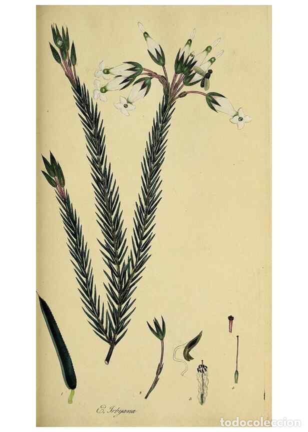 Sammeln von Zeitschriften und Zeitungen: Reproducci&oacute;n/Reproduction 49720731501: The heathery, or, A monograph of the genus Erica :. London :H