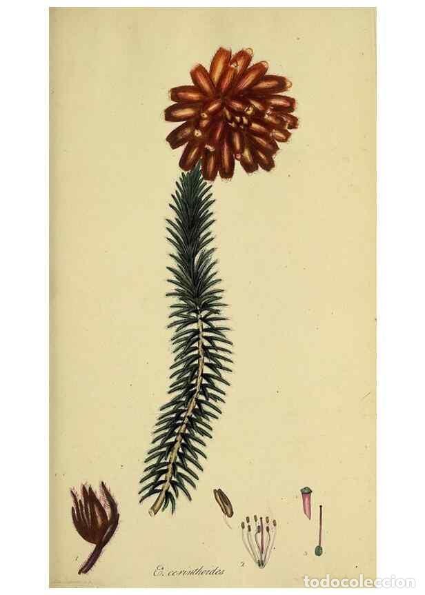 Sammeln von Zeitschriften und Zeitungen: Reproducci&oacute;n/Reproduction 49720727021: The heathery, or, A monograph of the genus Erica :. London :H