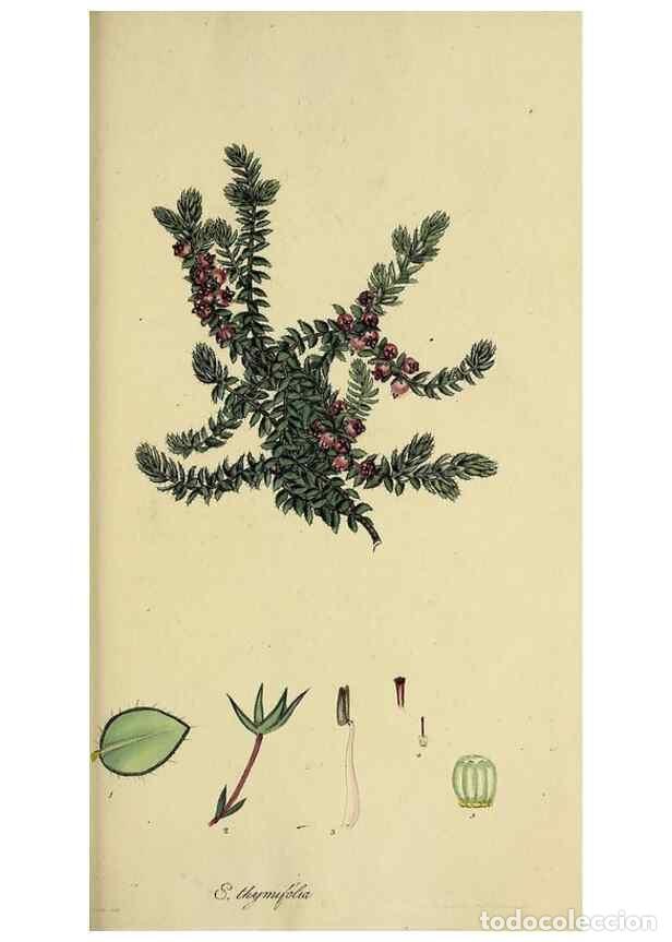 Sammeln von Zeitschriften und Zeitungen: Reproducci&oacute;n/Reproduction 49720117678: The heathery, or, A monograph of the genus Erica :. London :H