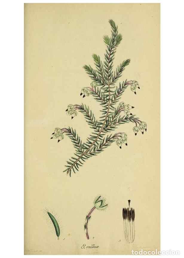 Sammeln von Zeitschriften und Zeitungen: Reproducci&oacute;n/Reproduction 49720119788: The heathery, or, A monograph of the genus Erica :. London :H