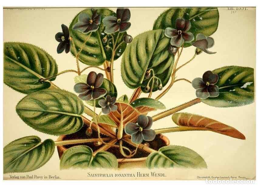 Sammeln von Zeitschriften und Zeitungen: Reproducci&oacute;n/Reproduction 49720773353: Gartenflora.. Erlangen :F. Enke,1852-1940.. - Deutsche Garten