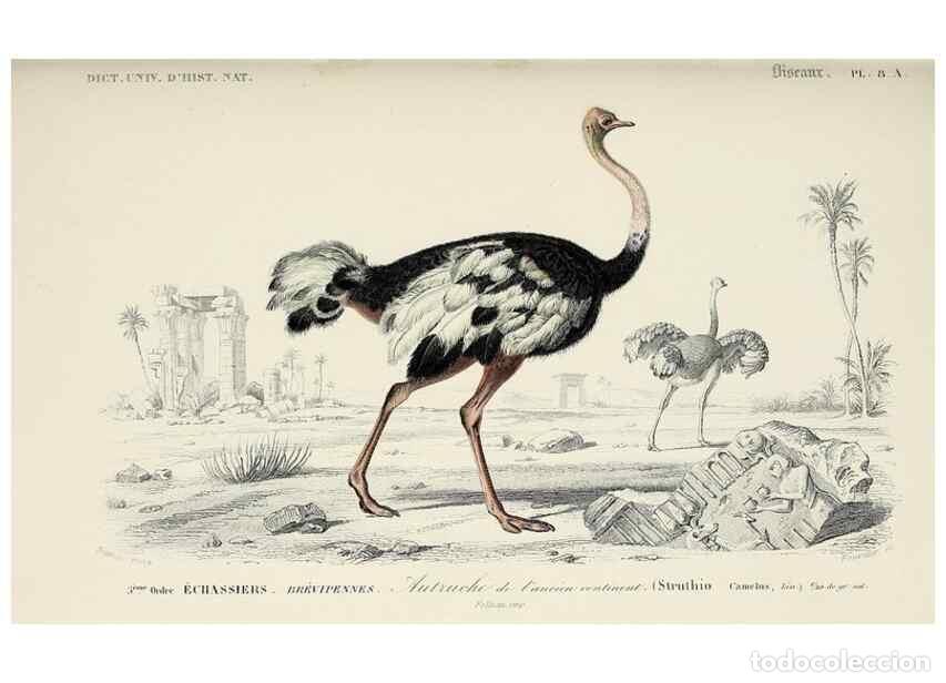 Sammeln von Zeitschriften und Zeitungen: Reproducci&oacute;n/Reproduction 49723526803: Dictionnaire universel d'histoire naturelle :. Paris :Chez le