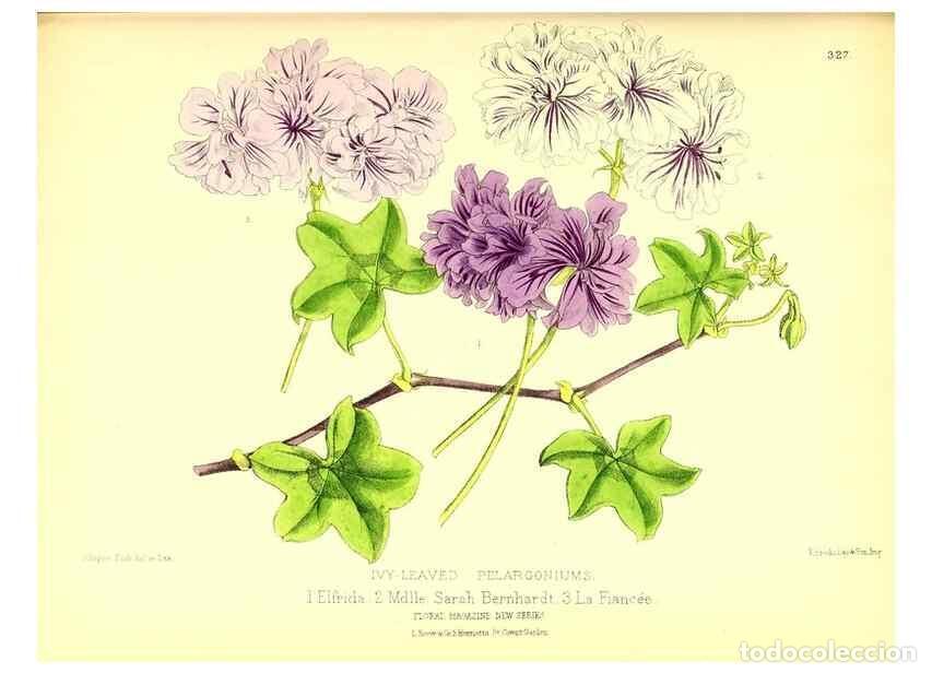 Sammeln von Zeitschriften und Zeitungen: Reproducci&oacute;n/Reproduction 49680338931: The floral magazine;. London,L. Reeve & Co.. - Dombrain, Henr