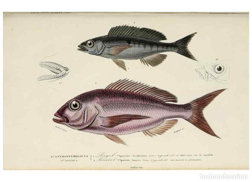 Collezionismo di Riviste e Giornali: Reproducci&oacute;n/Reproduction 49723702763: Dictionnaire universel d'histoire naturelle :. Paris :Chez le