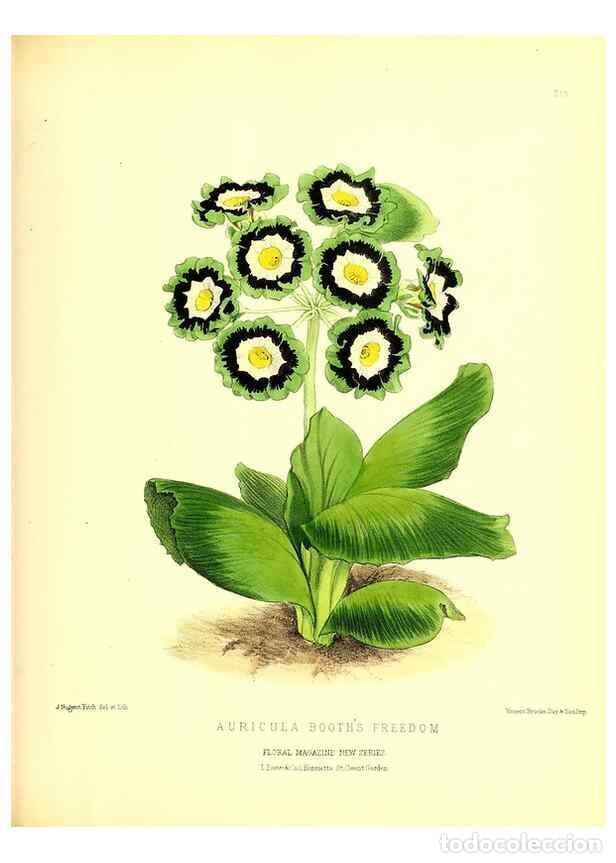 Collezionismo di Riviste e Giornali: Reproducci&oacute;n/Reproduction 49680336281: The floral magazine;. London,L. Reeve & Co.. - Dombrain, Henr