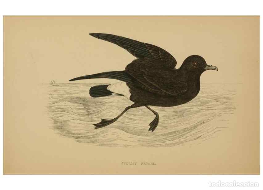 Collezionismo di Riviste e Giornali: Reproducci&oacute;n/Reproduction 49678925098: A history of British birds.. London,Groombridge and Sons,[186