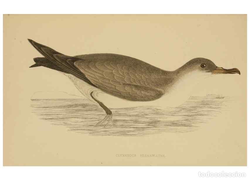 Collezionismo di Riviste e Giornali: Reproducci&oacute;n/Reproduction 49679744127: A history of British birds.. London,Groombridge and Sons,[186
