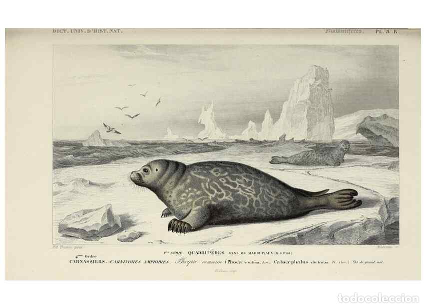 Colecionismo de Revistas e Jornais: Reproducci&oacute;n/Reproduction 49723506043: Dictionnaire universel d'histoire naturelle :. Paris :Chez le