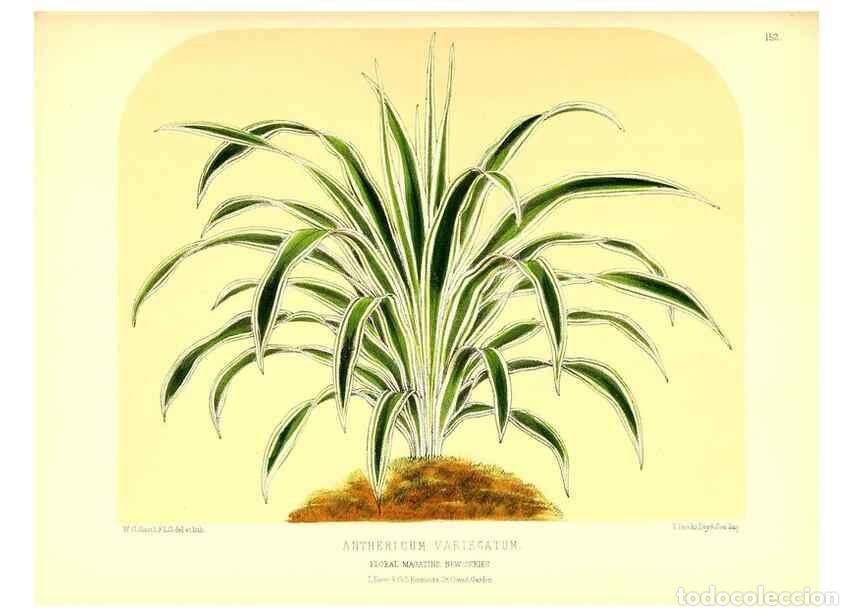 Colecionismo de Revistas e Jornais: Reproducci&oacute;n/Reproduction 49680145737: The floral magazine;. London,L. Reeve & Co.. - Dombrain, Henr