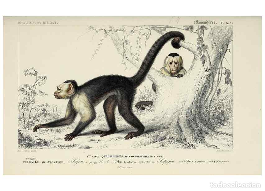 Colecionismo de Revistas e Jornais: Reproducci&oacute;n/Reproduction 49724353357: Dictionnaire universel d'histoire naturelle :. Paris :Chez le