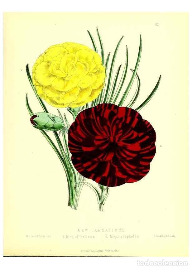 Colecionismo de Revistas e Jornais: Reproducci&oacute;n/Reproduction 49679334403: The floral magazine;. London,L. Reeve & Co.. - Dombrain, Henr