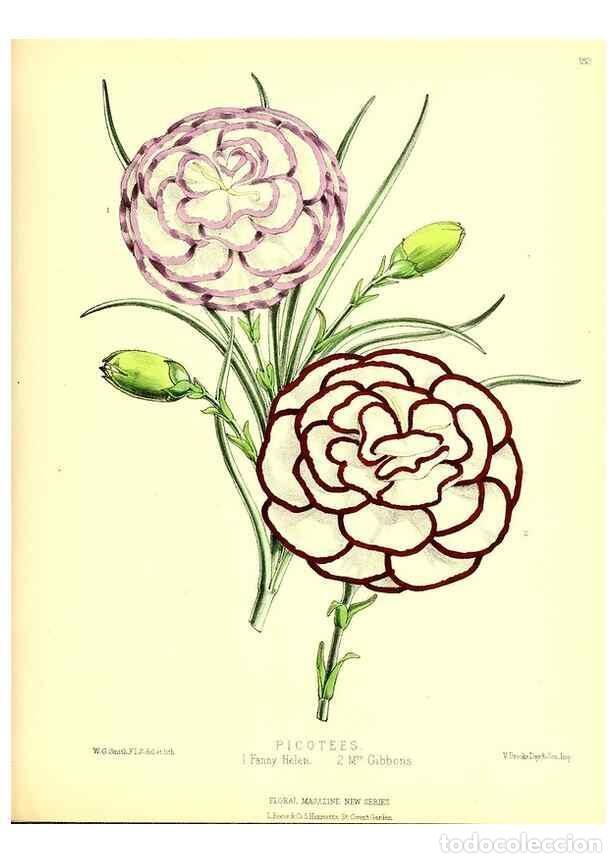 Colecionismo de Revistas e Jornais: Reproducci&oacute;n/Reproduction 49680151972: The floral magazine;. London,L. Reeve & Co.. - Dombrain, Henr