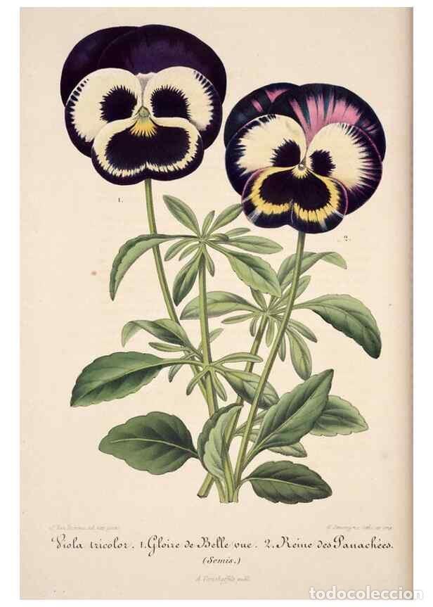 Coleccionismo de Revistas y Peri&oacute;dicos: Reproducci&oacute;n/Reproduction 49684453927: L'Illustration horticole :. Gand, Belgium :Imprimerie et lith