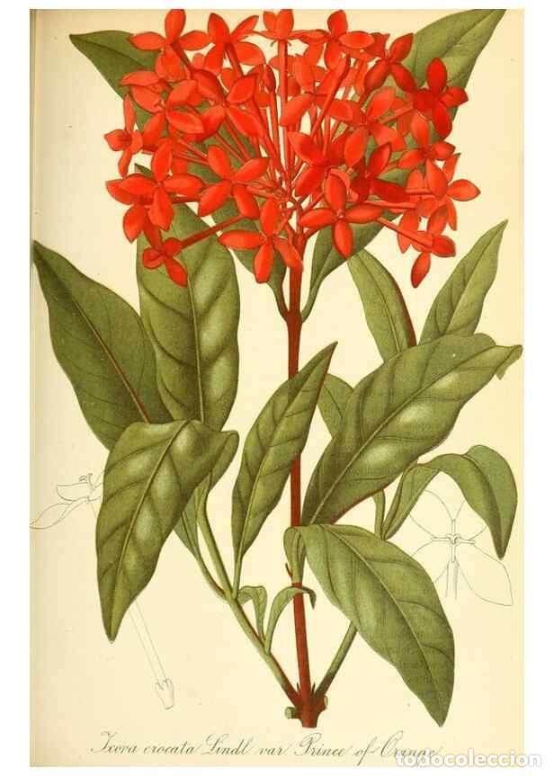 Coleccionismo de Revistas y Peri&oacute;dicos: Reproducci&oacute;n/Reproduction 49716228523: Gartenflora.. Erlangen :F. Enke,1852-1940.. - Deutsche Garten