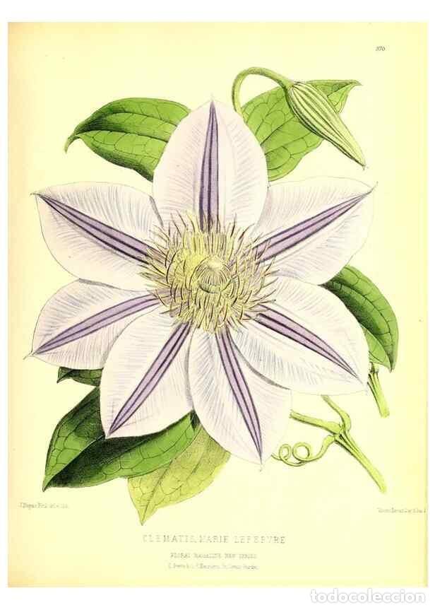 Coleccionismo de Revistas y Peri&oacute;dicos: Reproducci&oacute;n/Reproduction 49680708782: The floral magazine;. London,L. Reeve & Co.. - Dombrain, Henr