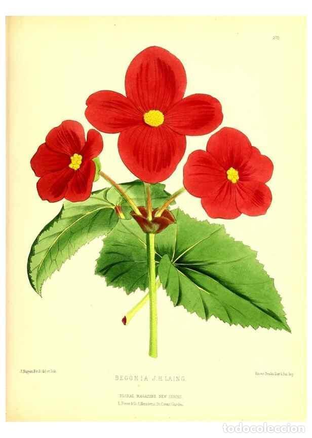 Coleccionismo de Revistas y Peri&oacute;dicos: Reproducci&oacute;n/Reproduction 49680709767: The floral magazine;. London,L. Reeve & Co.. - Dombrain, Henr