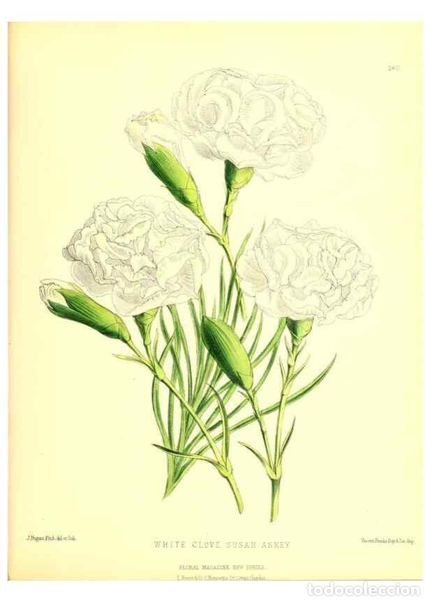 Coleccionismo de Revistas y Peri&oacute;dicos: Reproducci&oacute;n/Reproduction 49679888173: The floral magazine;. London,L. Reeve & Co.. - Dombrain, Henr