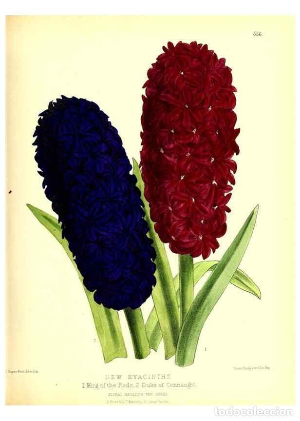 Coleccionismo de Revistas y Peri&oacute;dicos: Reproducci&oacute;n/Reproduction 49680415026: The floral magazine;. London,L. Reeve & Co.. - Dombrain, Henr