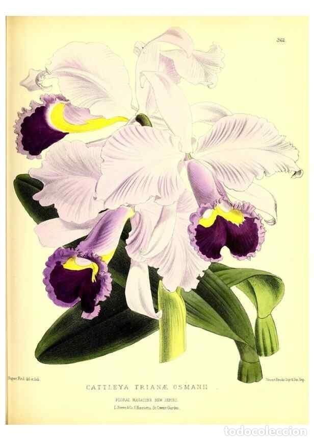 Coleccionismo de Revistas y Peri&oacute;dicos: Reproducci&oacute;n/Reproduction 49680707037: The floral magazine;. London,L. Reeve & Co.. - Dombrain, Henr