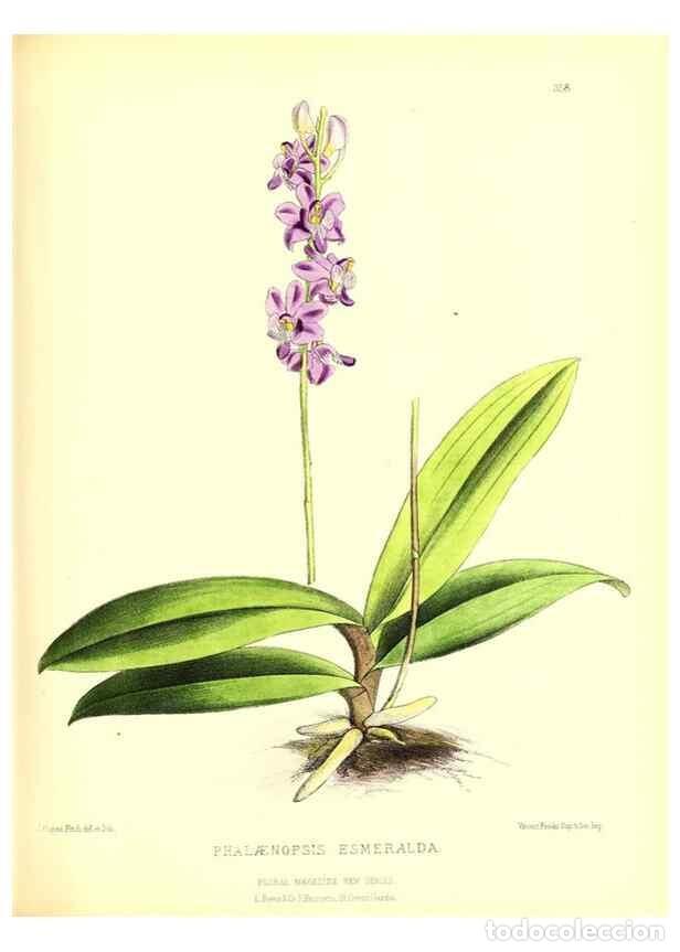 Coleccionismo de Revistas y Peri&oacute;dicos: Reproducci&oacute;n/Reproduction 49680706457: The floral magazine;. London,L. Reeve & Co.. - Dombrain, Henr