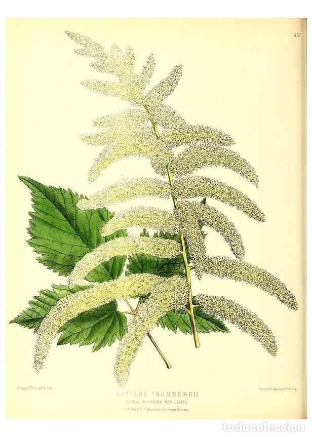 Coleccionismo de Revistas y Peri&oacute;dicos: Reproducci&oacute;n/Reproduction 49680518396: The floral magazine;. London,L. Reeve & Co.. - Dombrain, Henr