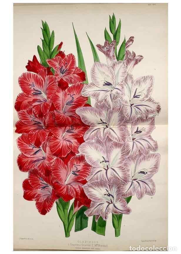 Coleccionismo de Revistas y Peri&oacute;dicos: Reproducci&oacute;n/Reproduction 49680810267: The floral magazine;. London,L. Reeve & Co.. - Dombrain, Henr