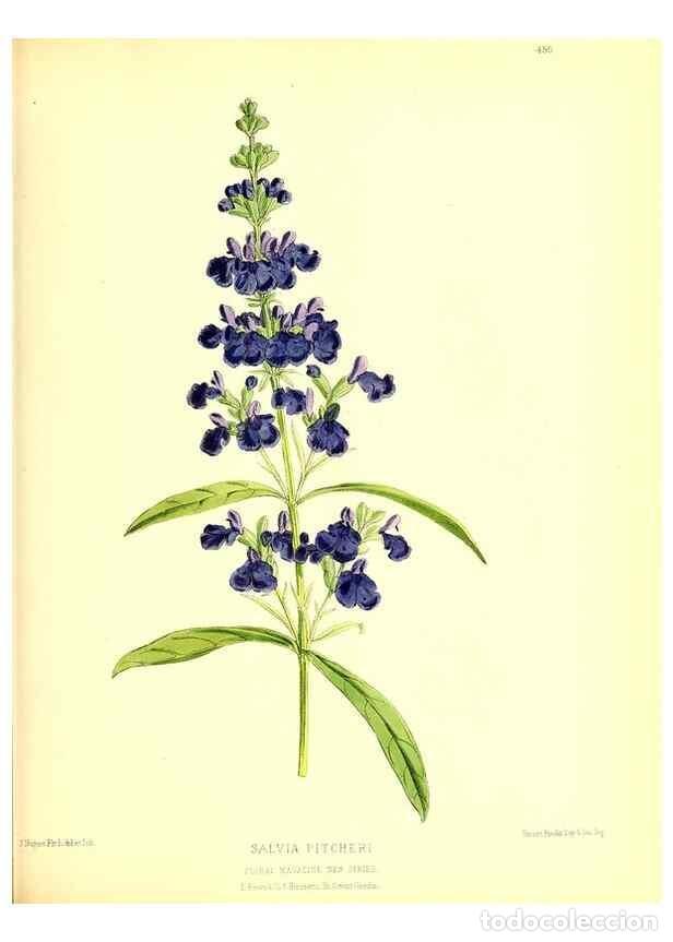 Coleccionismo de Revistas y Peri&oacute;dicos: Reproducci&oacute;n/Reproduction 49680517741: The floral magazine;. London,L. Reeve & Co.. - Dombrain, Henr