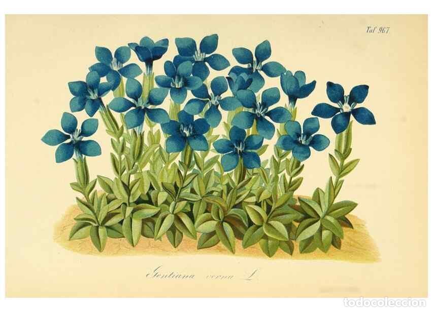 Coleccionismo de Revistas y Peri&oacute;dicos: Reproducci&oacute;n/Reproduction 49716922607: Gartenflora.. Erlangen :F. Enke,1852-1940.. - Deutsche Garten