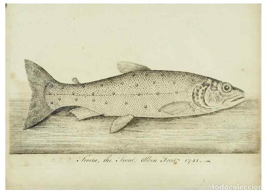 Collection Magazines and Newspapers: Reproducci&oacute;n/Reproduction 49680895057: The history of esculent fish. London :Printed for Edward Jeff