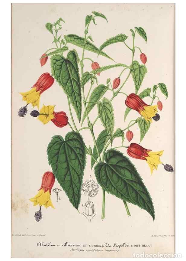 Collection Magazines and Newspapers: Reproducci&oacute;n/Reproduction 49690119501: L'Illustration horticole :. Gand, Belgium :Imprimerie et lith