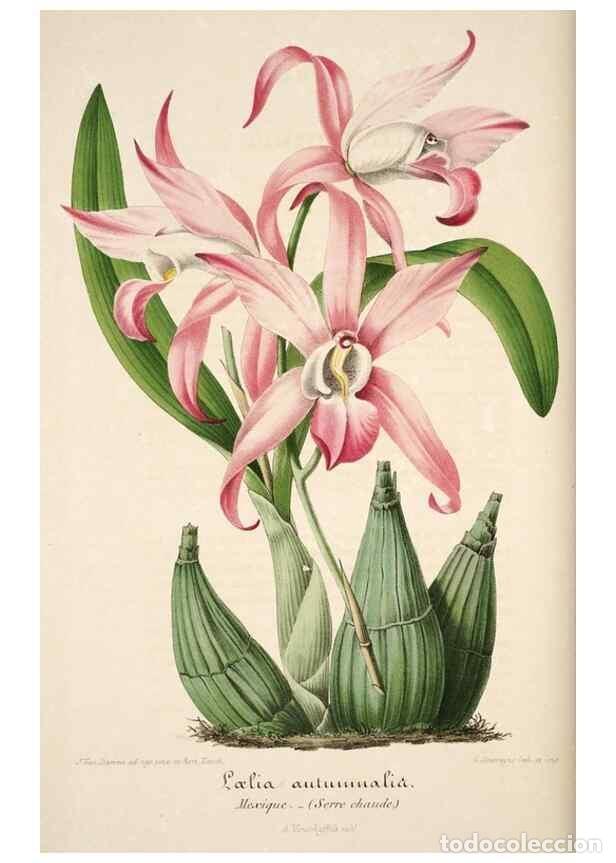 Collection Magazines and Newspapers: Reproducci&oacute;n/Reproduction 49683618283: L'Illustration horticole :. Gand, Belgium :Imprimerie et lith