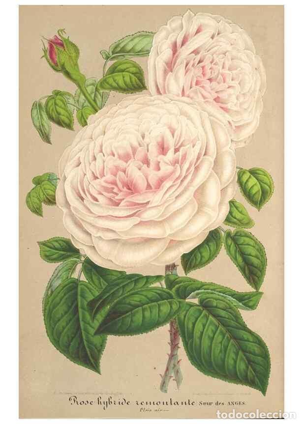 Collection Magazines and Newspapers: Reproducci&oacute;n/Reproduction 49688245982: L'Illustration horticole :. Gand, Belgium :Imprimerie et lith