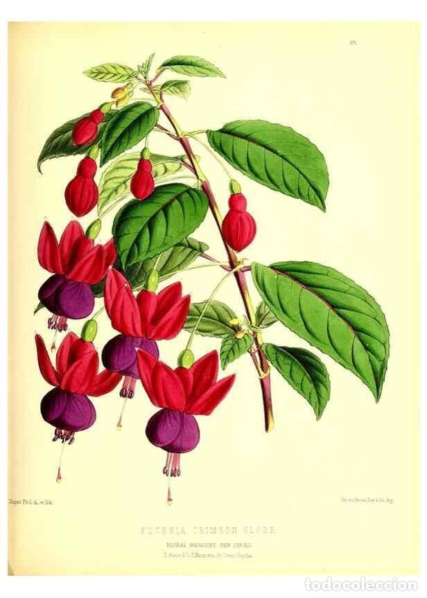 Collection Magazines and Newspapers: Reproducci&oacute;n/Reproduction 49680708912: The floral magazine;. London,L. Reeve & Co.. - Dombrain, Henr