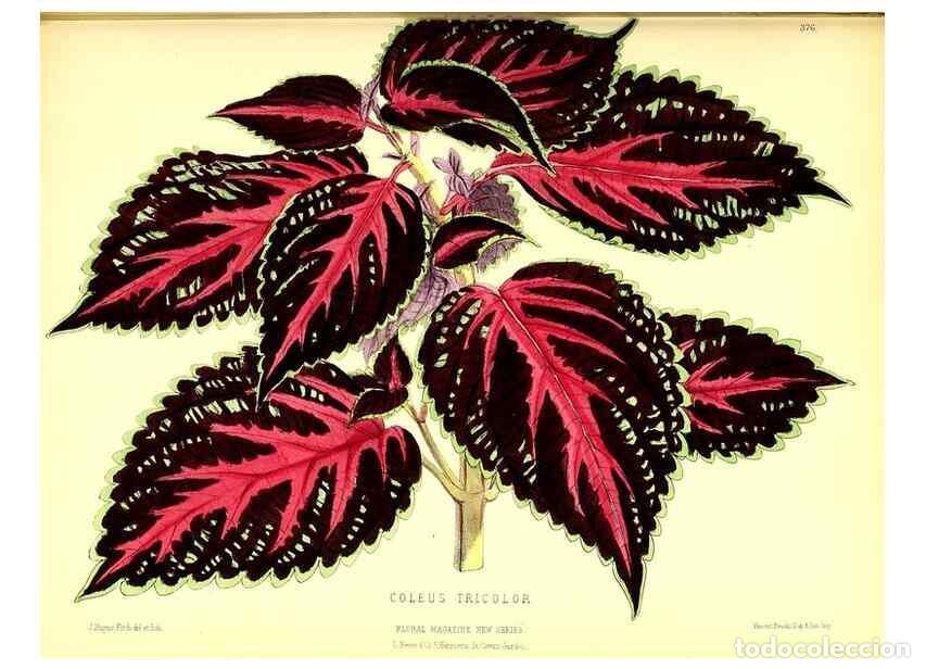 Collection Magazines and Newspapers: Reproducci&oacute;n/Reproduction 49679887348: The floral magazine;. London,L. Reeve & Co.. - Dombrain, Henr