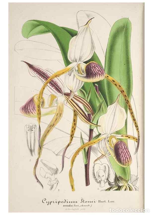 Collection Magazines and Newspapers: Reproducci&oacute;n/Reproduction 49687458713: L'Illustration horticole :. Gand, Belgium :Imprimerie et lith