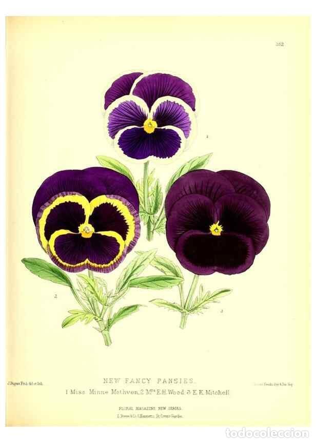 Collection Magazines and Newspapers: Reproducci&oacute;n/Reproduction 49680705312: The floral magazine;. London,L. Reeve & Co.. - Dombrain, Henr